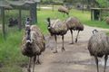 17. Emu's on the loose