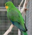 20. Superb Parrot