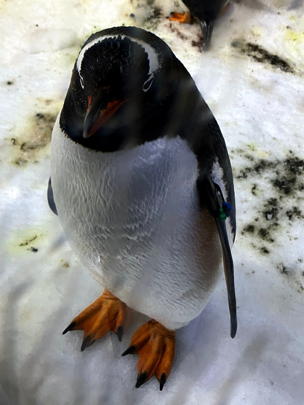 7. Penguin