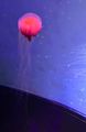 2. Red Jelly Fish