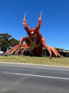 5. Lobster at Robe