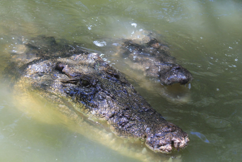 5. Two hungry Crocodiles