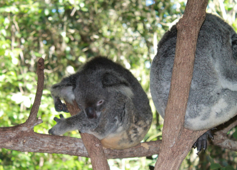 7. Sleepy Koalas