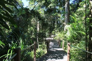 1. Red Peak Rainforest Walk