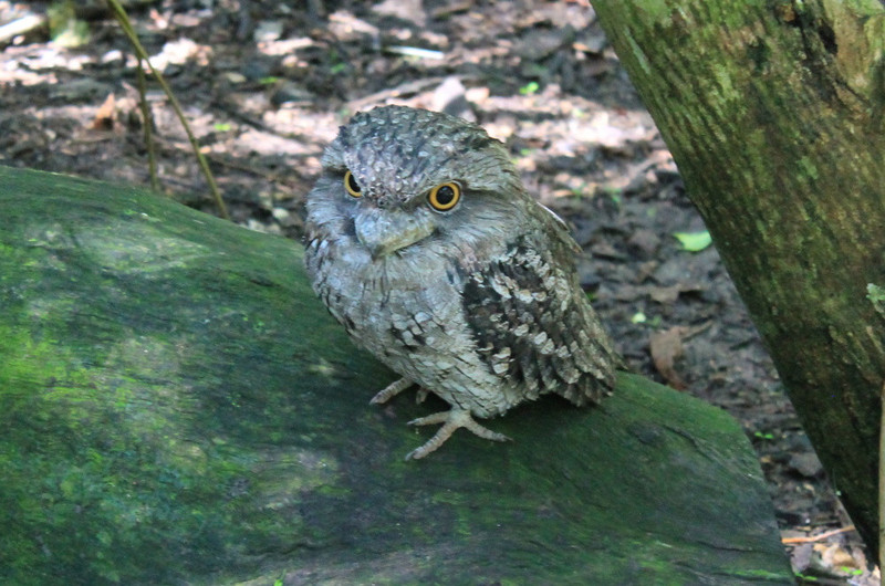 2. Tawny Frogmouth Owl