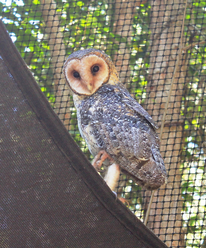 3. Barn Owl