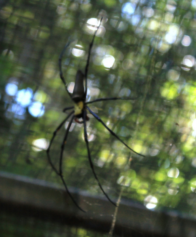 12. Real life spider, not an exhibit