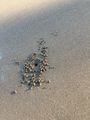7. Crab holes in the Beach
