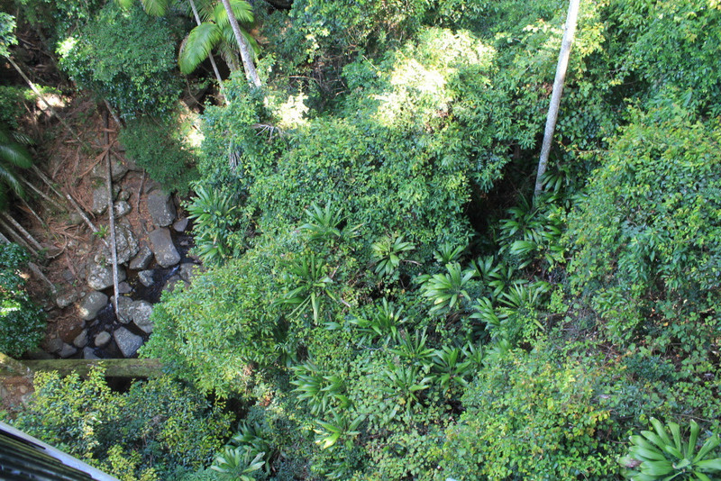 7. Looking Down on Canopy, Mt Tamborine