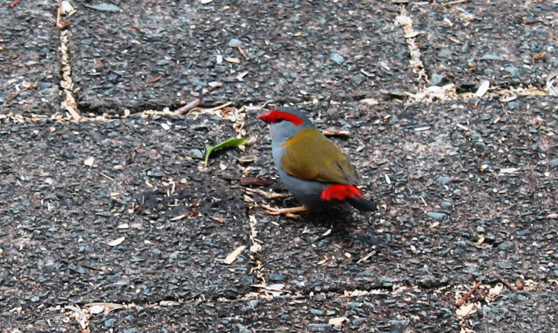 12. Red Browed Finch, Lamingham