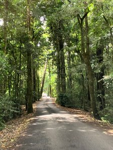 1. Road to Rainforest