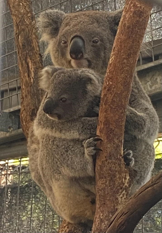 1. Wauchope Jade Koala