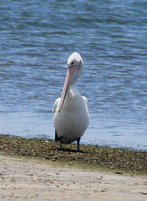 2. Pelican at Lemontree