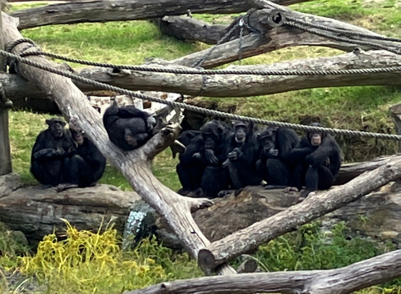 1. Toronga Chimps