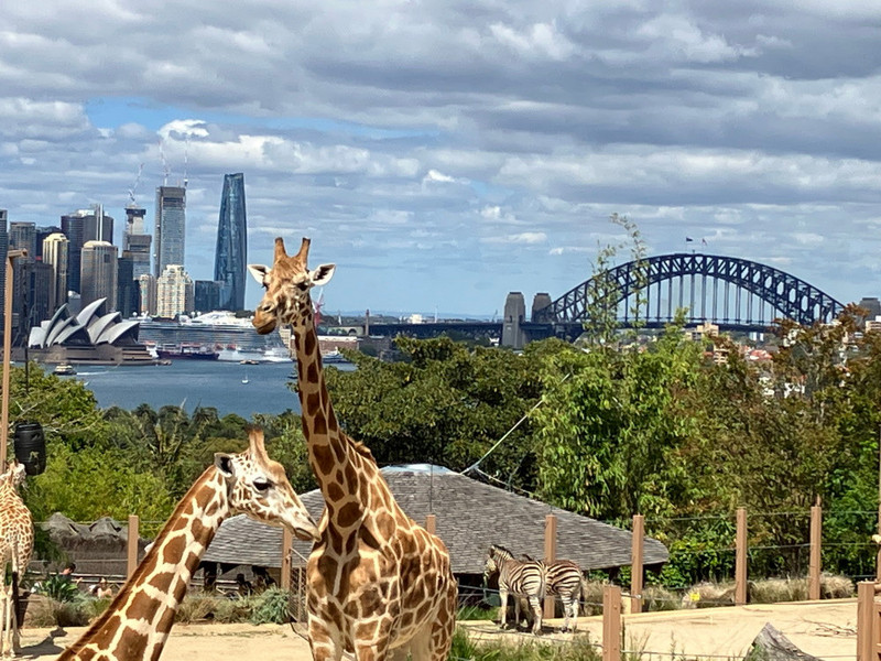 2. Giraffe in Sydney
