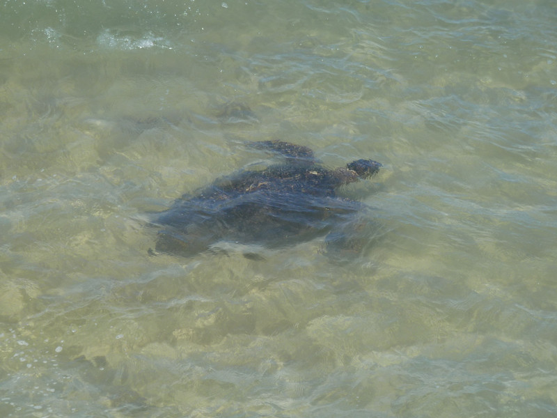 Sea Turtle On Our Beach