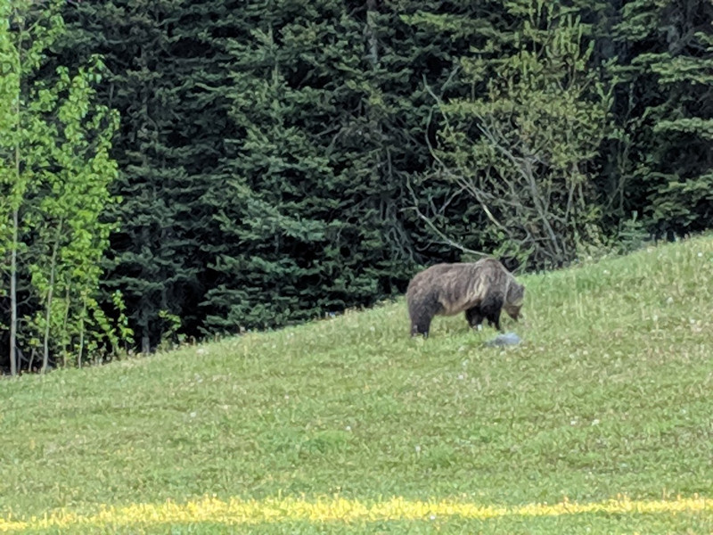 Mama Grizzly Bear