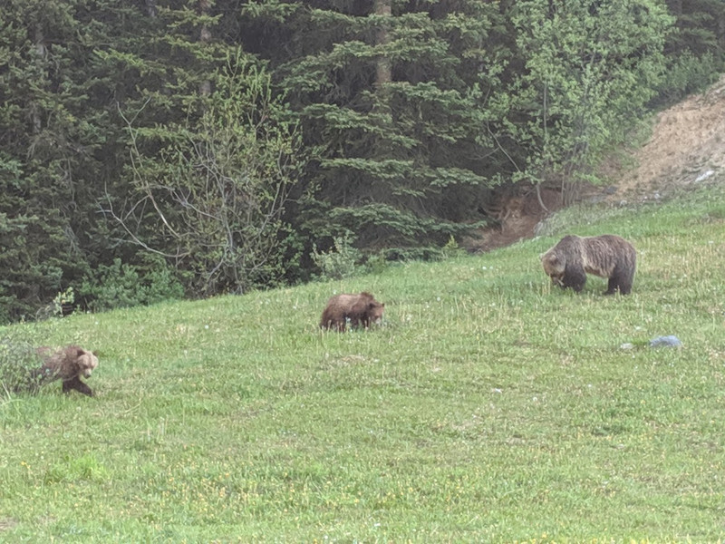 Mama Grizzly and Two Cubs