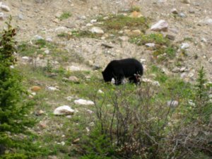 Jasper Park Black Bear
