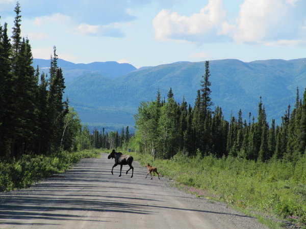 Moose On Nabesna Road