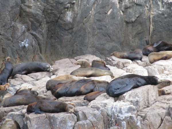 Seals at the Arch