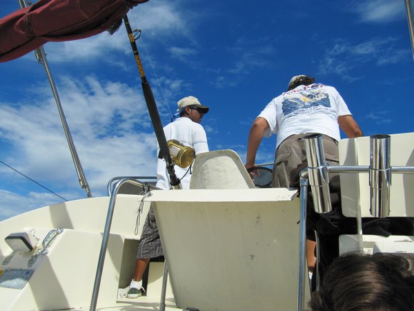 Searching for Marlin Fins