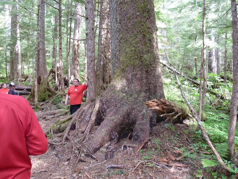 750 Year Old Sitka Spruce