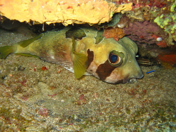 Porcupine pufferfish