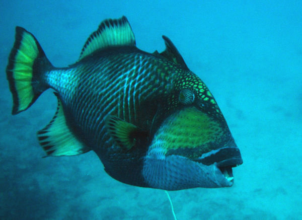 Tiggerfish
