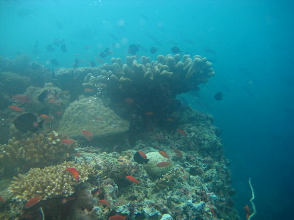Sipadan Diving, Borneo