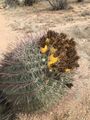 Fish-hook Barrel Cactus