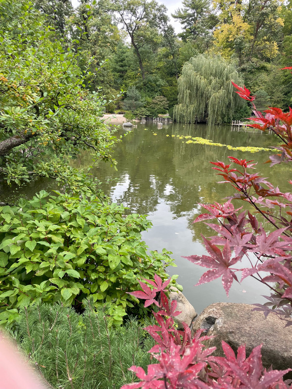 Another view of the pond with the start of color changing