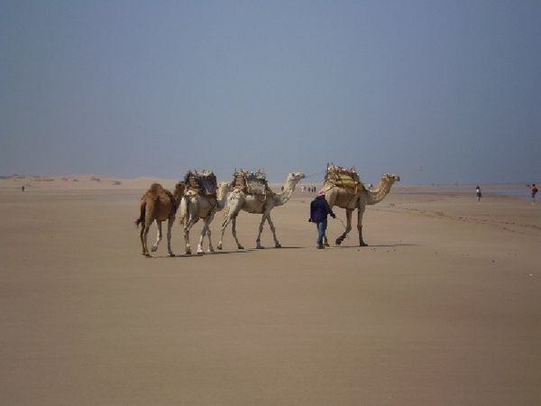 Camels on the beach at Essaouira