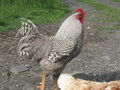 The ever crowing rooster
