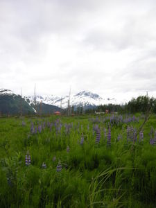 The Alpine Meadow