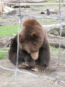 Brown Bear2