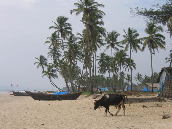 Cow on beach