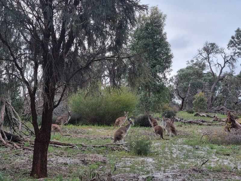 Kangaroos spotted!