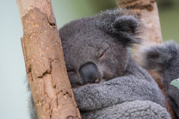 Slapende koala
