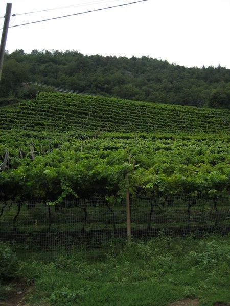 Grapes growing on the mountainside