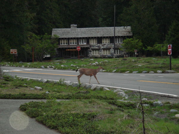 Deer and the Lodge