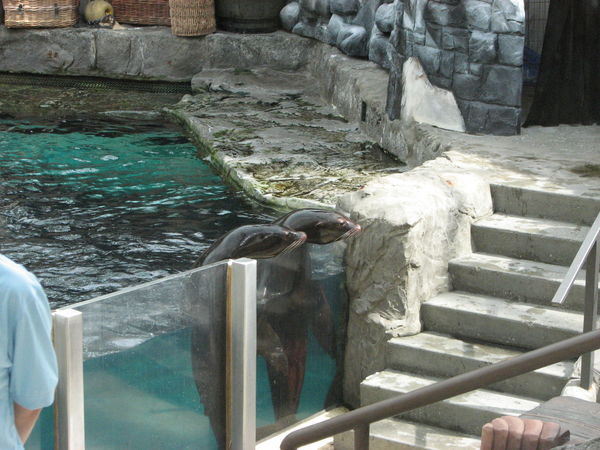 Sea Lions in the Mall?