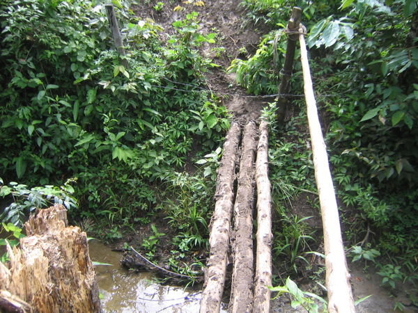 Jungle Bridge- Watch Out For The Barbed Wire