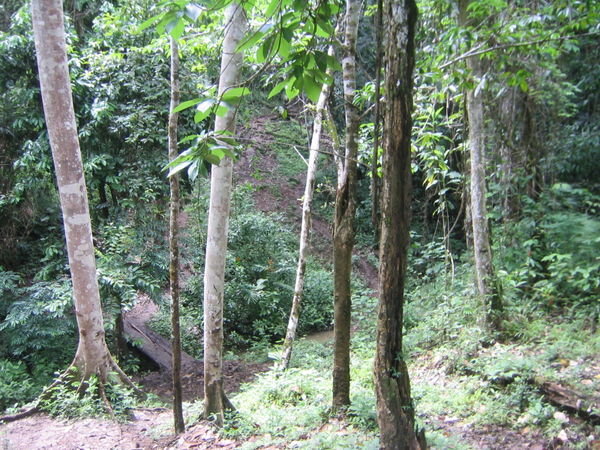 Chiapas Jungle Terrain