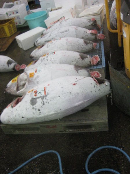 Tsukiji Fish Market- Line Up The Tuna