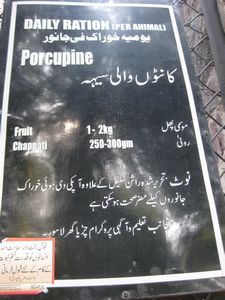Lahore Zoo- Animals Eating Chapati of Course