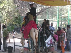 Camel Rides at Lahore Zoo