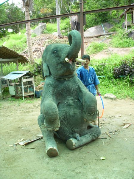 Ko Phangan - Elephant Trekking 2