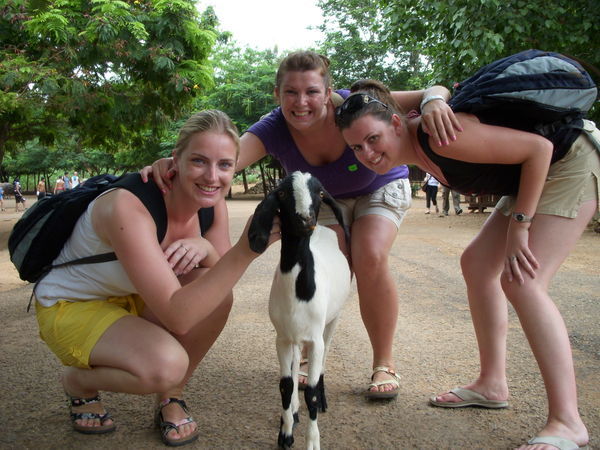 The Tiger Temple - Our Friend Goat