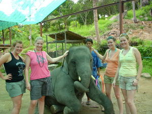 Ko Phangan - Elephant Trekking